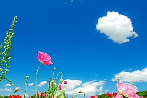 助残日是几月几日2023(我国的助残日是每年的哪一天)